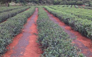 他の茶農の畑