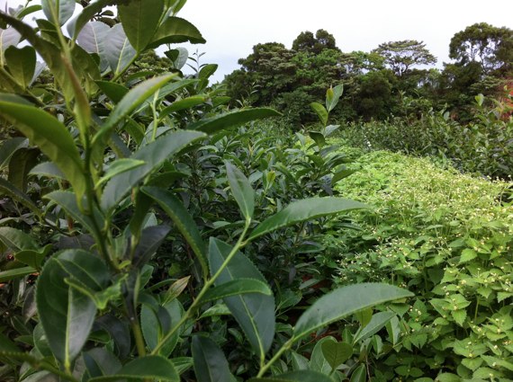 茶畑の雑草