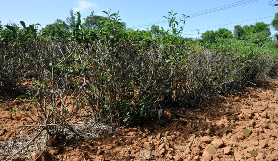 茶樹の根元の土