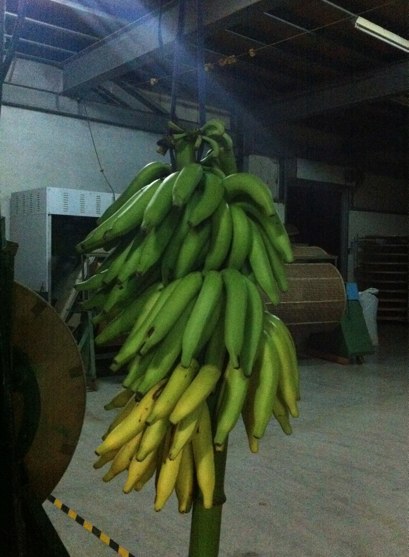 木の上で熟したバナナ